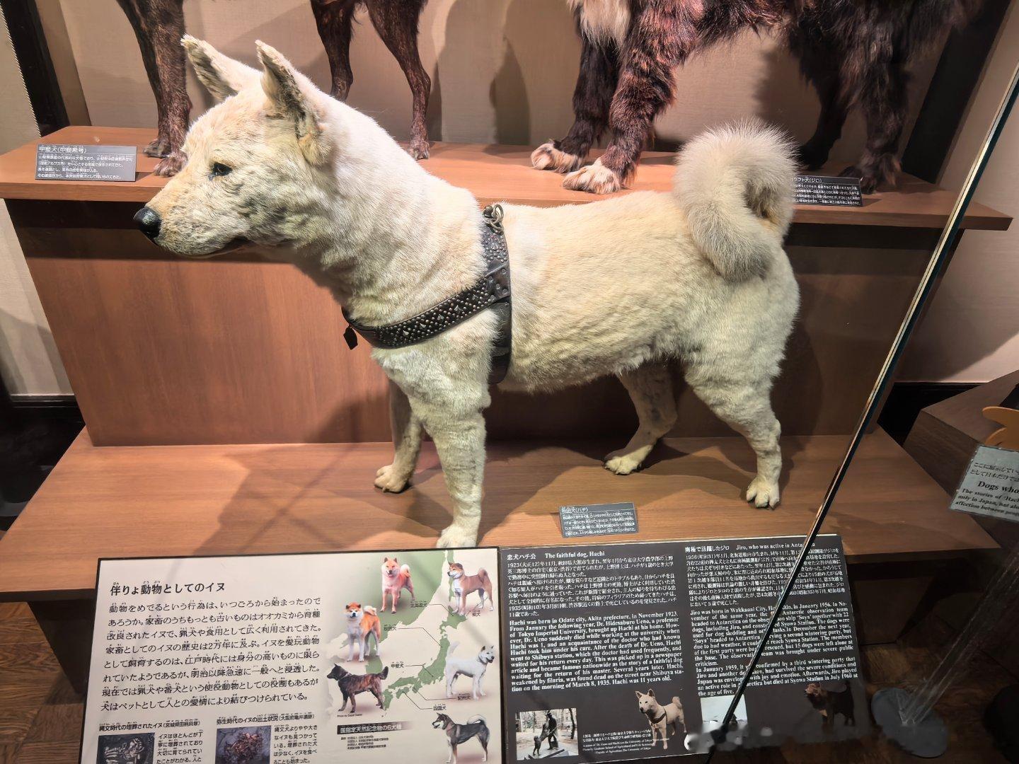 “忠犬八公”的标本，收藏于上野国立科学博物馆值得一提的是，“忠犬八公”的故事之所