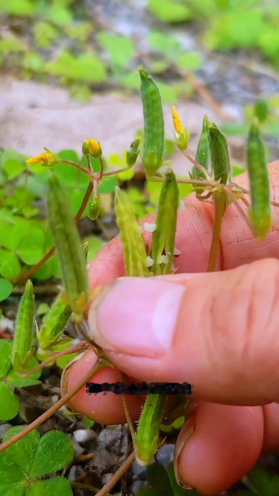 果实一捏，种子就会爆炸四射，有趣又好玩。它就是大名鼎鼎的三叶酸，学名黄花酸浆草，