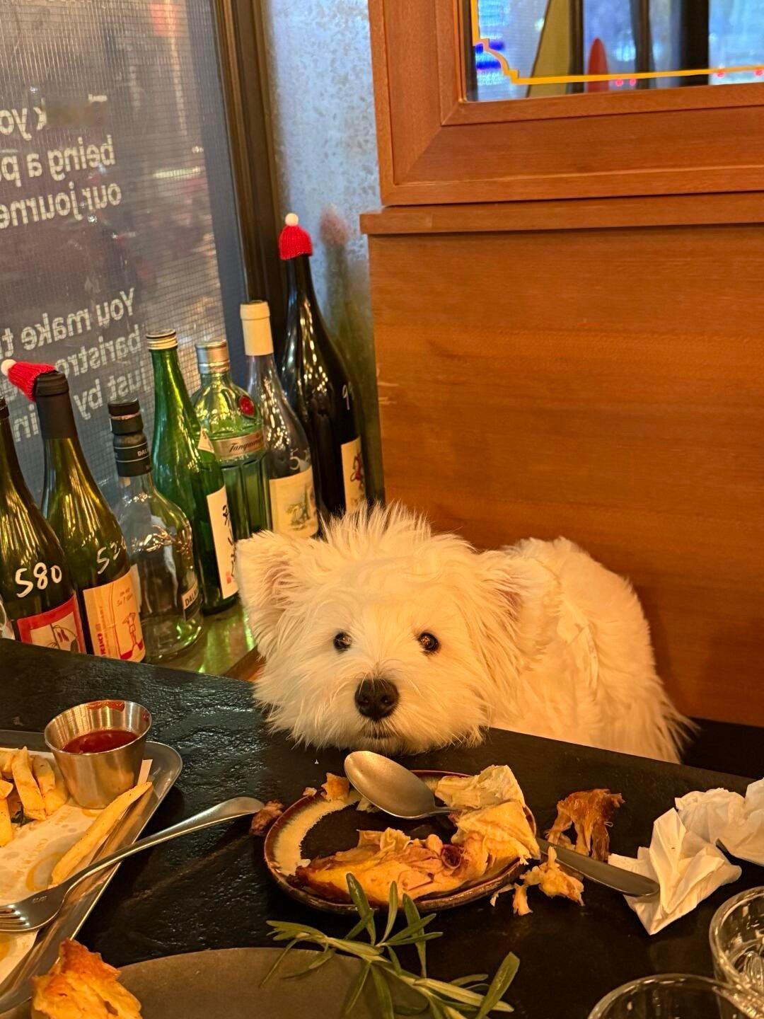 耶耶说她不和成绩好的小狗玩 