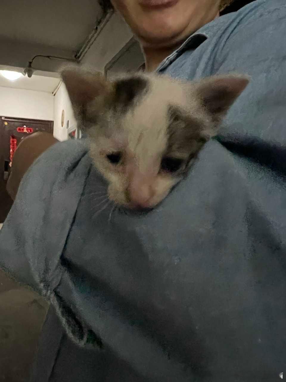 【上海徐汇领养】猫咪领养 🐱上海领养 两周左右的七星瓢虫小有🥚猫，被缟纻楼底