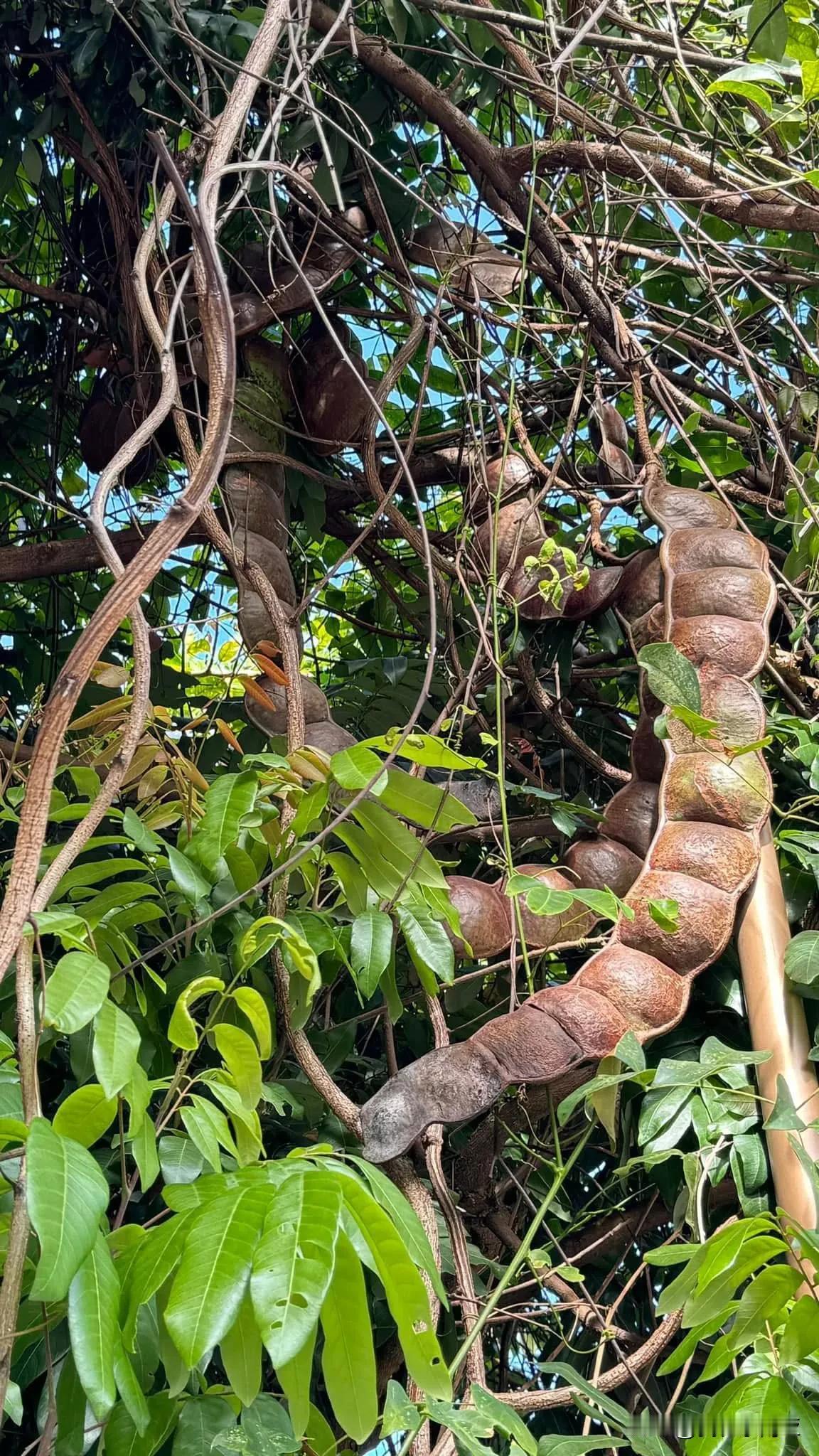 冬日生活打卡季巨型豆子🫘