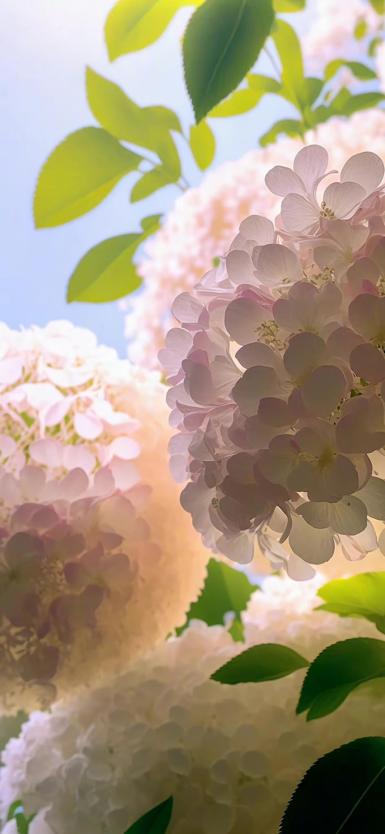 一组非常好看的花卉壁纸 ​​​
