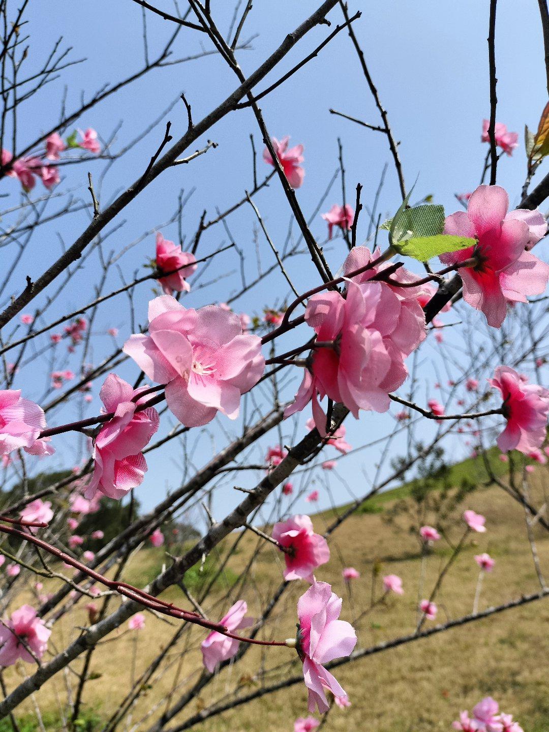 晒晒你手机中最美的一张野花图片秋天是花的季节秋日野花 彩色野花