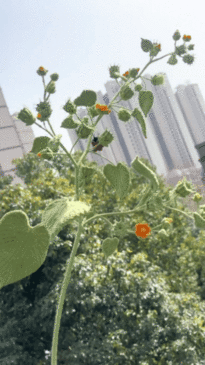 女子自学钩织一出手就是王炸 全职妈妈的隐藏技能，邵女士在家带娃之余，自学钩织，把