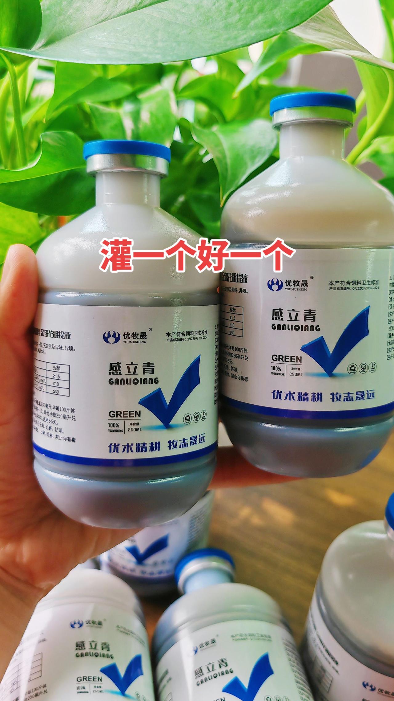 养羊人 农村养羊 牛羊养殖