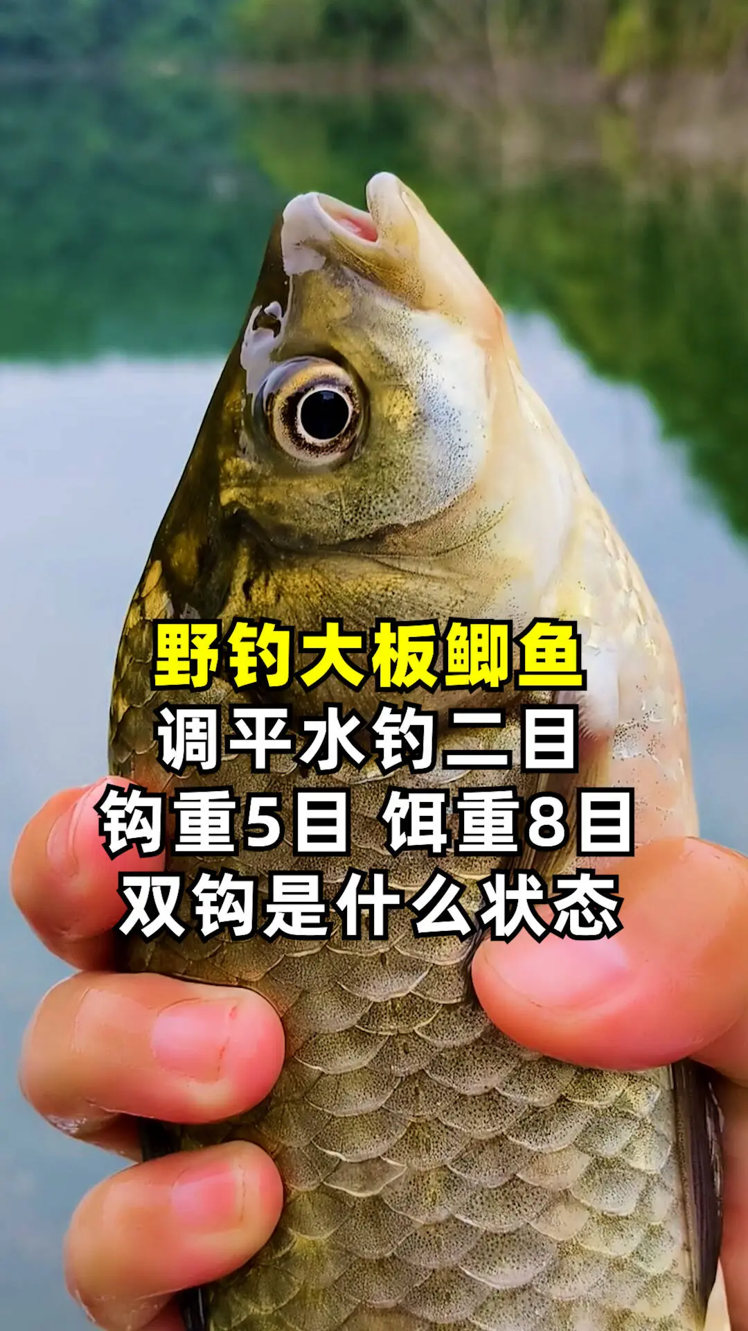尽量一钩躺底一钩触底！户外  调平水钓二目调漂教程。新手 分享。