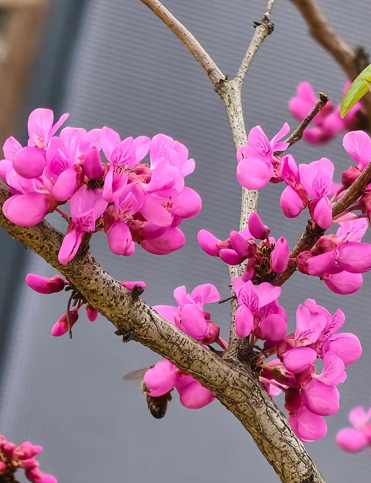 紫荆花开，春已至💜紫荆花 春天的颜色
