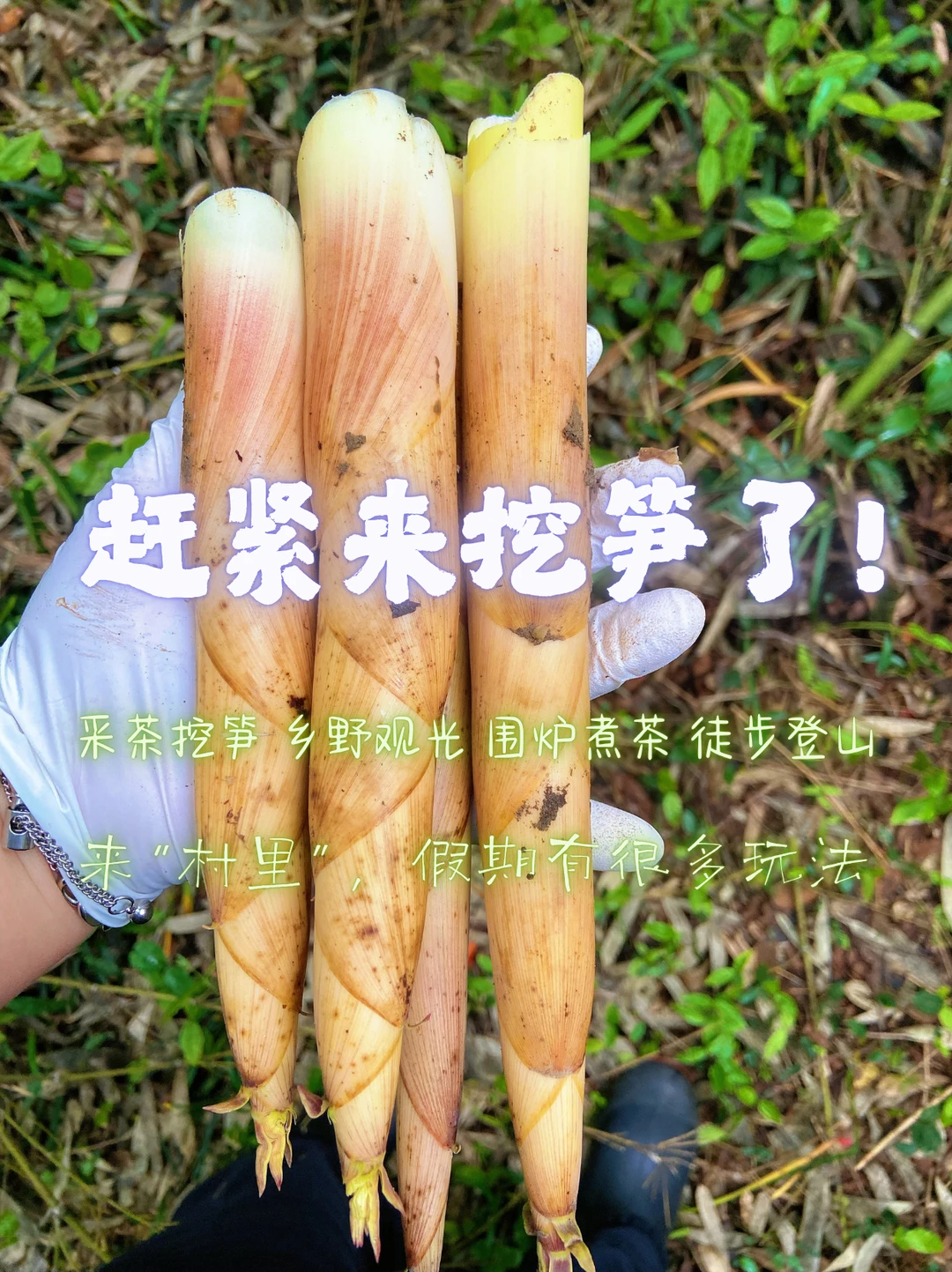 挖笋采茶，春假带孩子来“村里”轻松遛娃