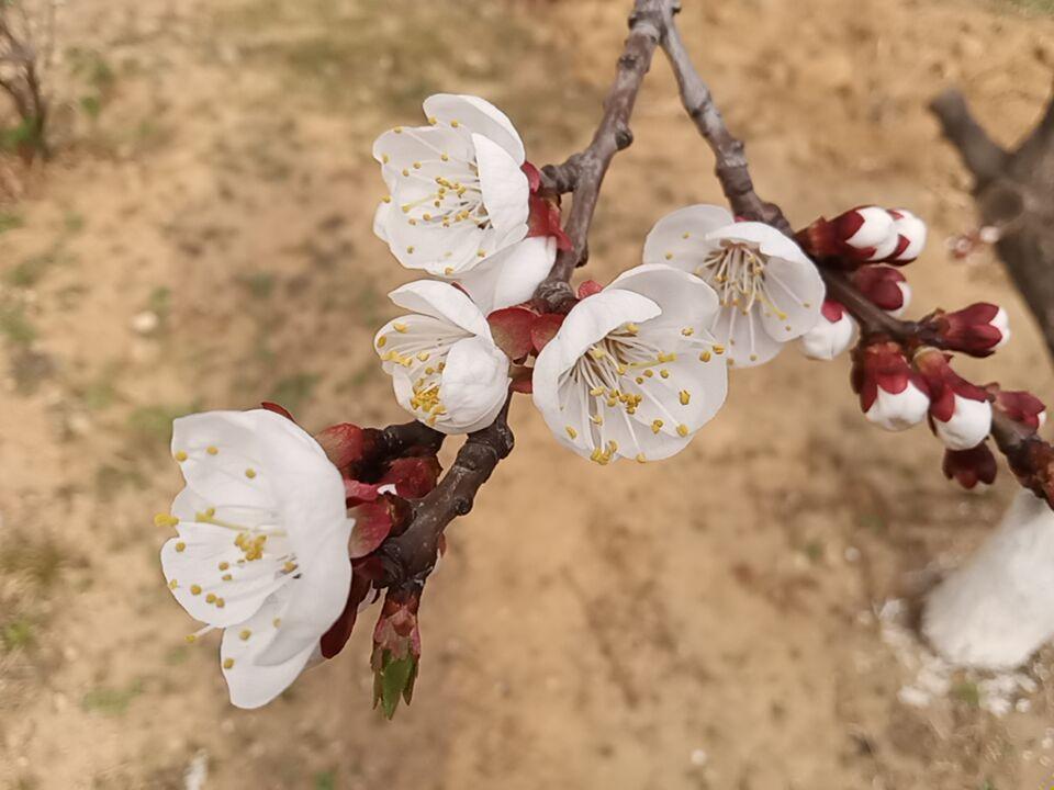 我喜欢赏花，每年到了春季花盛开的时候，都陶醉在鲜花的芬芳之中无法自拔。我喜欢玉兰