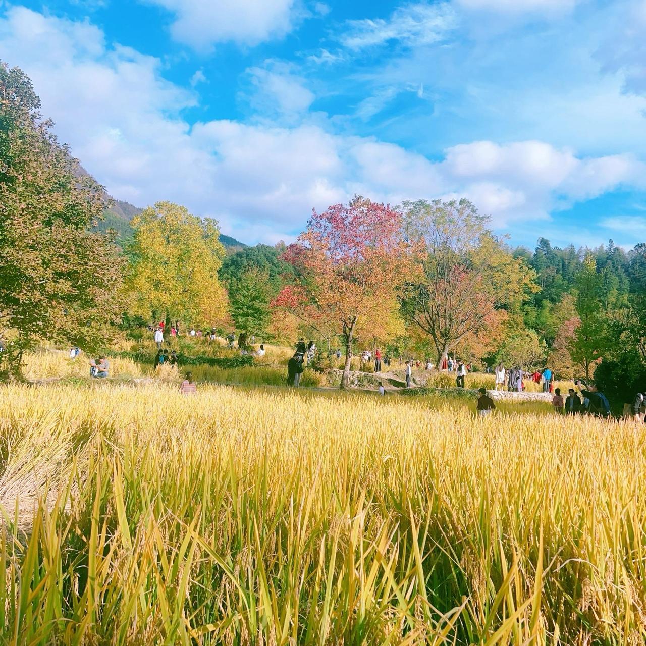 在皖南的秋意里泡了一整天，从稻田的金浪里抬头撞见层林渐染的远山，连风里都裹着糖炒
