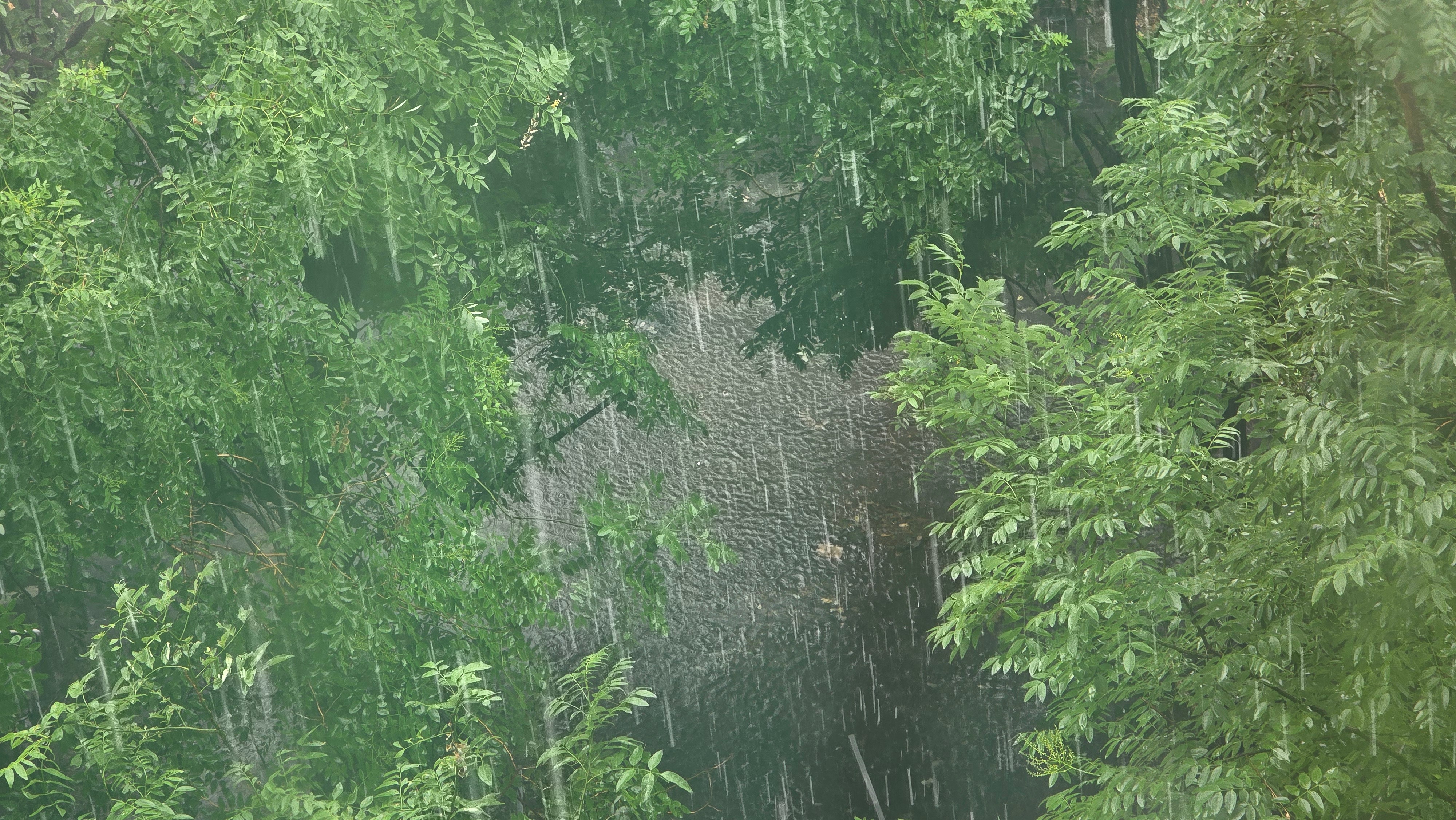 北京的雨，说来就来，一来还挺大，哗哗哗🌧️ 