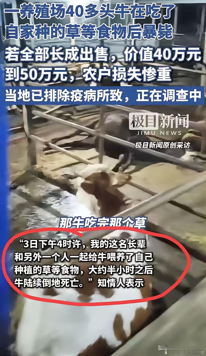 “情况不对”，6月3日，湖南永州，养殖场里40多头牛突然全部暴毙，半个小时前，牛