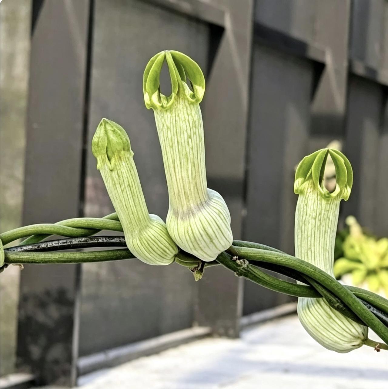 白瓶吊灯花
学名：Ceropegia ampliata
别名：玉钟、布须曼烟斗（