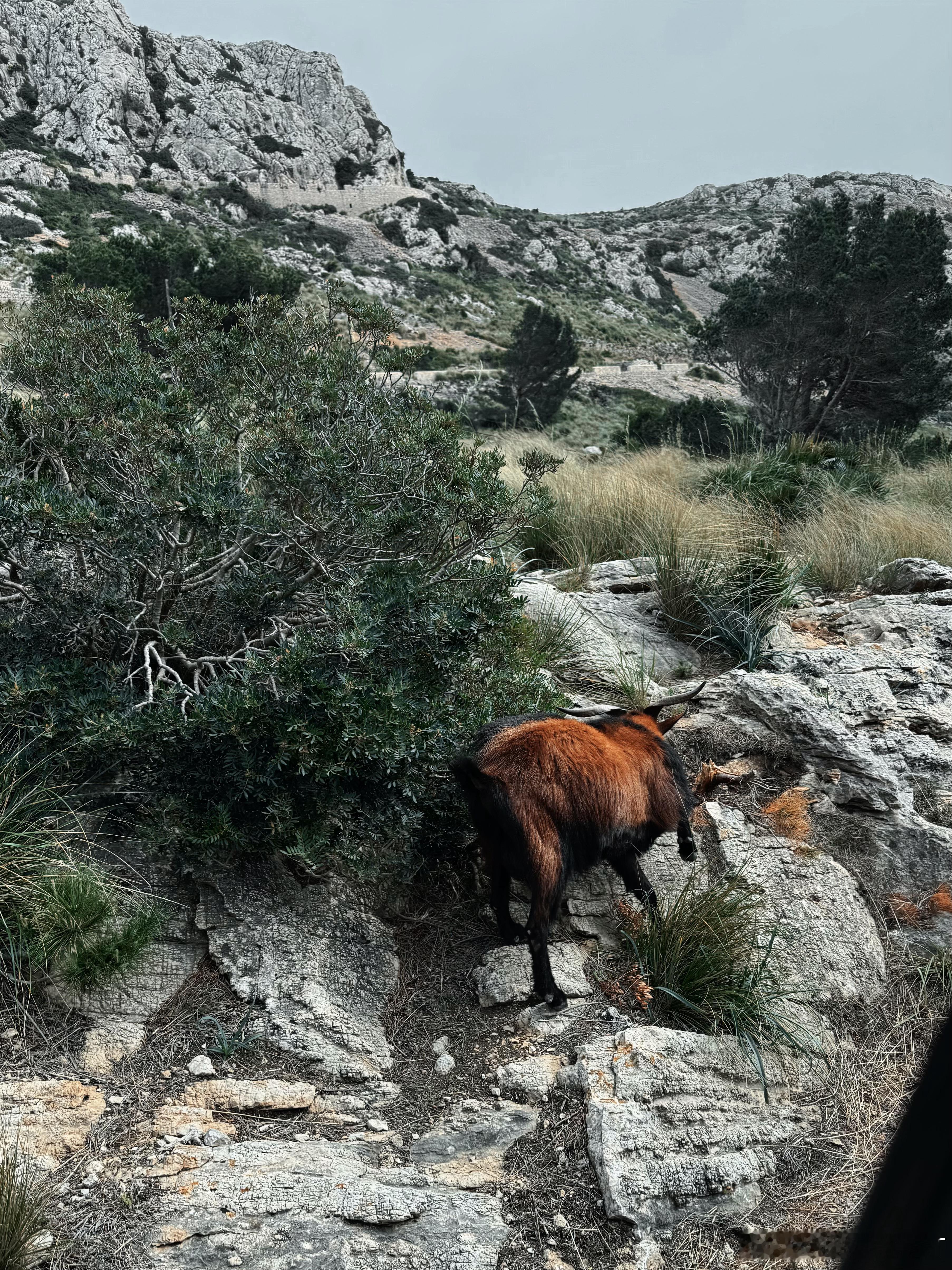 一生悬崖峭壁仍泰然自若，很开心第一次见到我山羊兄弟🐐  ​​​