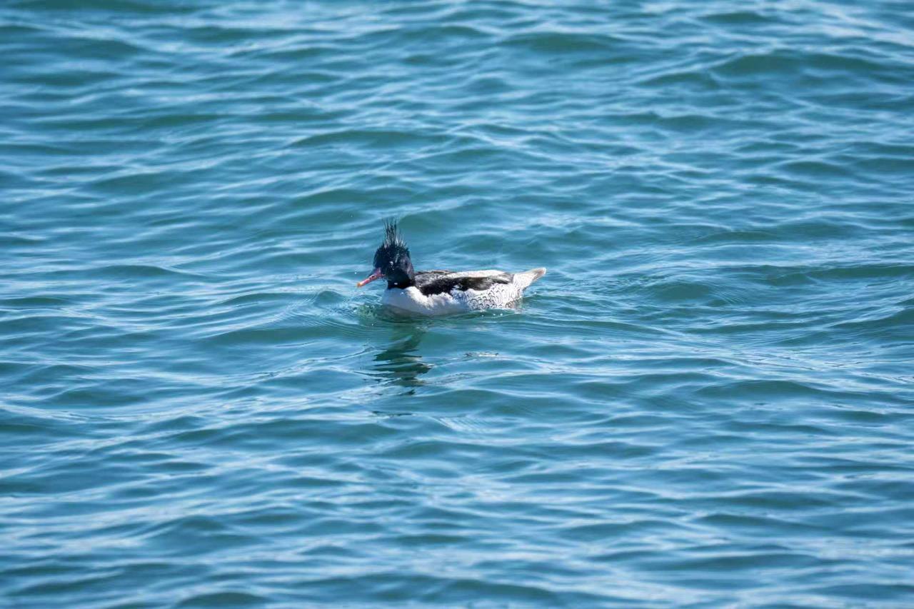 《你们猜在拍摄什么》？

“中华秋沙鸭”而且就有一只
中华秋沙鸭是国家一级重点保