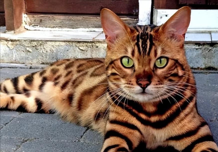 2022年，山东济南的一位女士花5800元买了一只孟加拉猫，喜欢的不得了，结果几