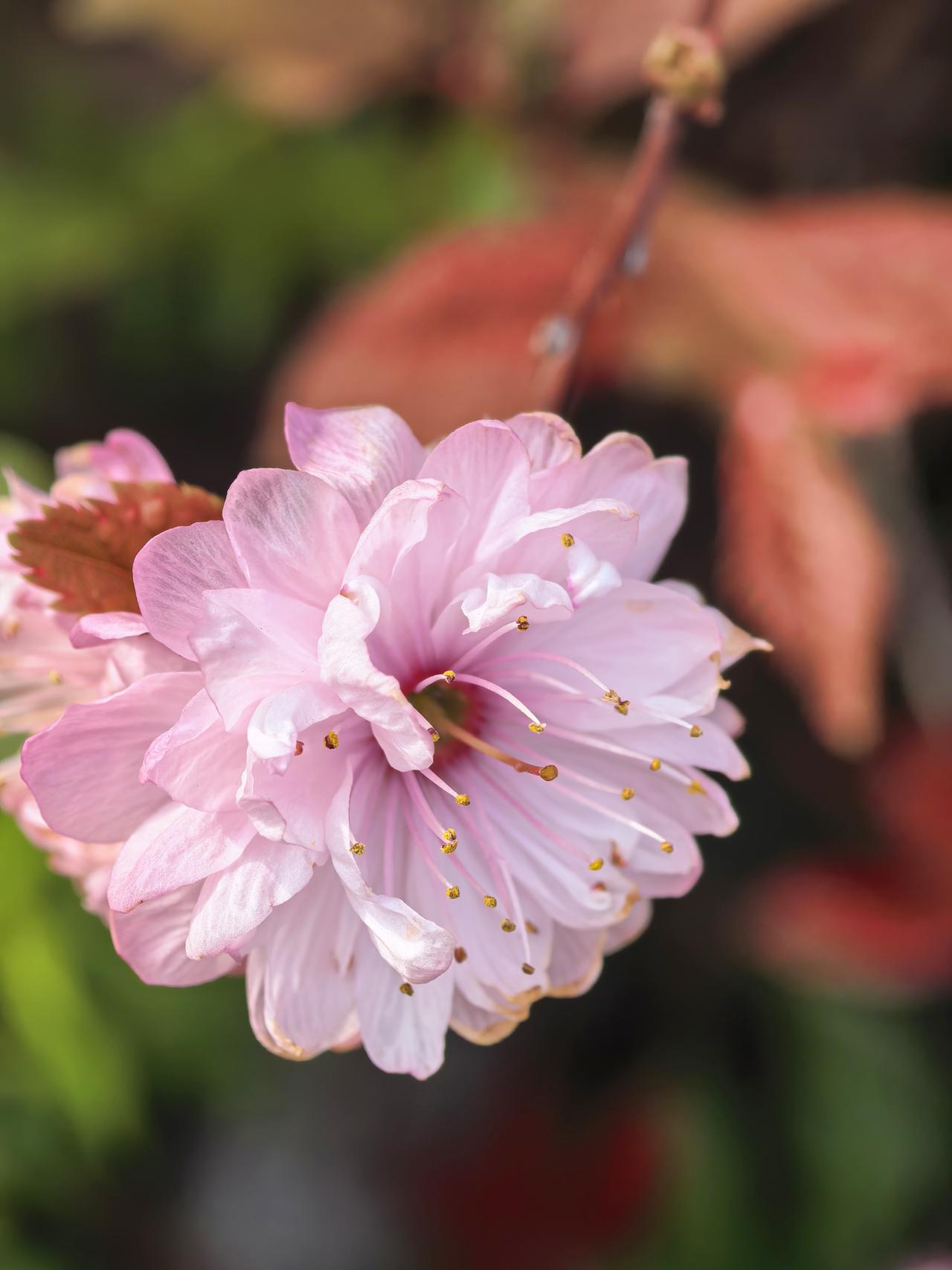 一朵花