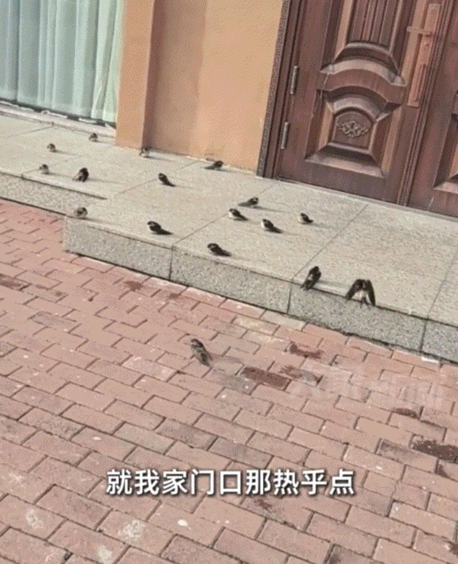 看得揪心，东北一女子，拍下自家门口不少燕子滞留没来得及往南飞，导致它们不多被冷死