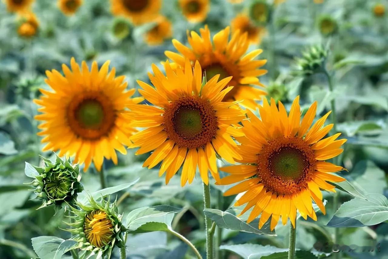 🍂对待复杂的人生，看轻，才会轻松；看淡，才能愉悦；看开，才能豁达。缘来不拒，境