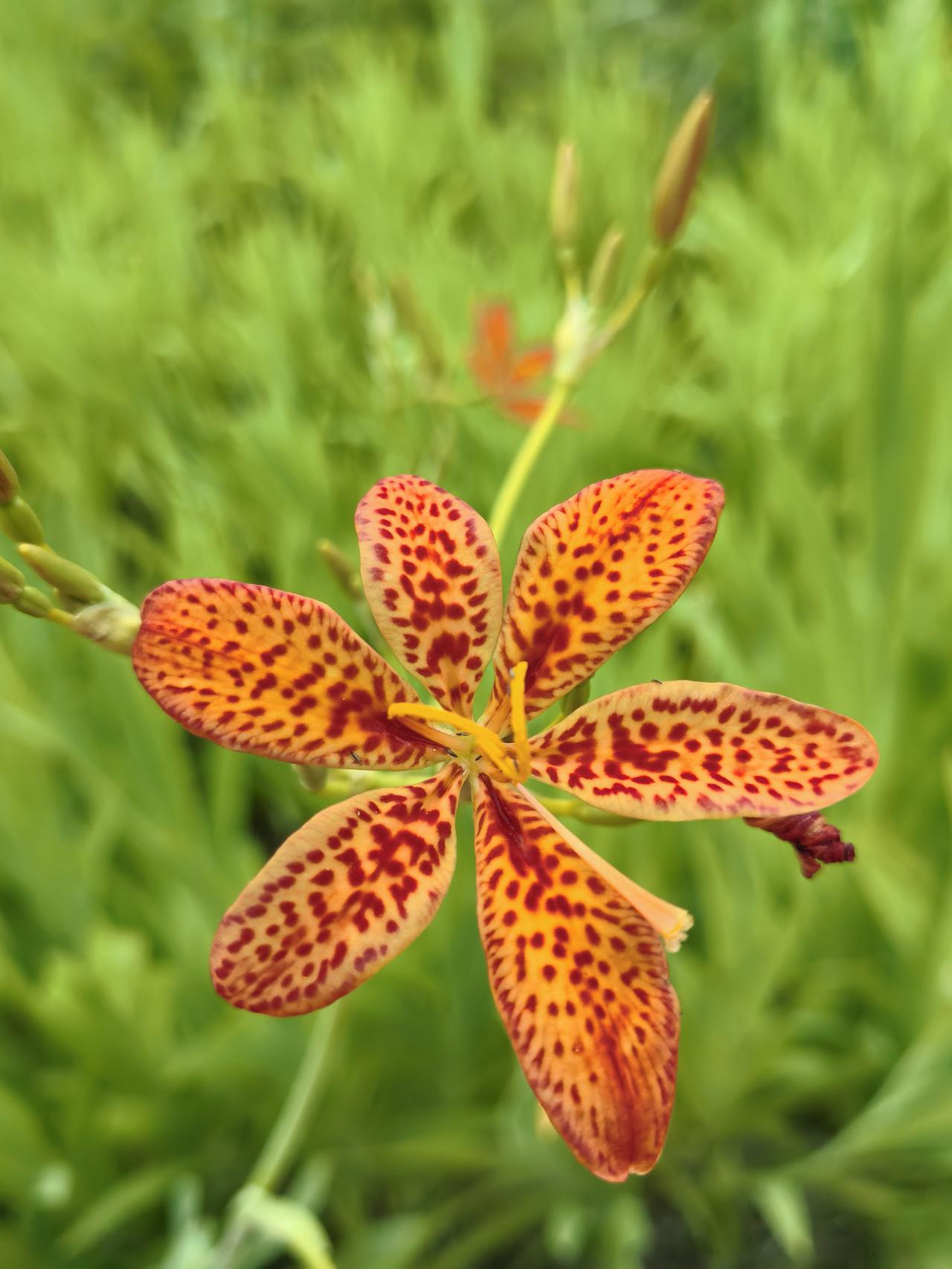 《射干花的一生》
射干花开于晨曦，早晨开花晚上息，
息时不见花凋谢，顺势卷成一团