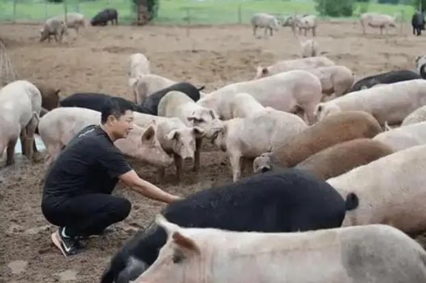 为啥中国人要在沙漠里放猪？你绝对想不到，10万头黑猪，直接解决了联合国都解决不了