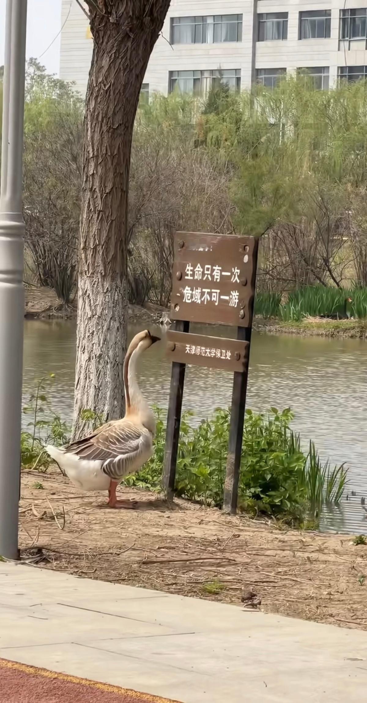 鹅：严肃学习中 