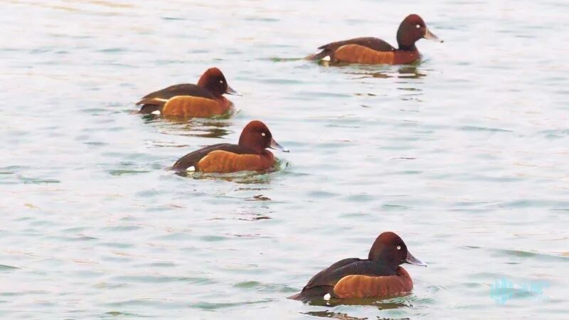 松花江畔迎鸭界“隐藏款”贵客！5种珍稀漂亮鸭扎堆“野鸭湾”