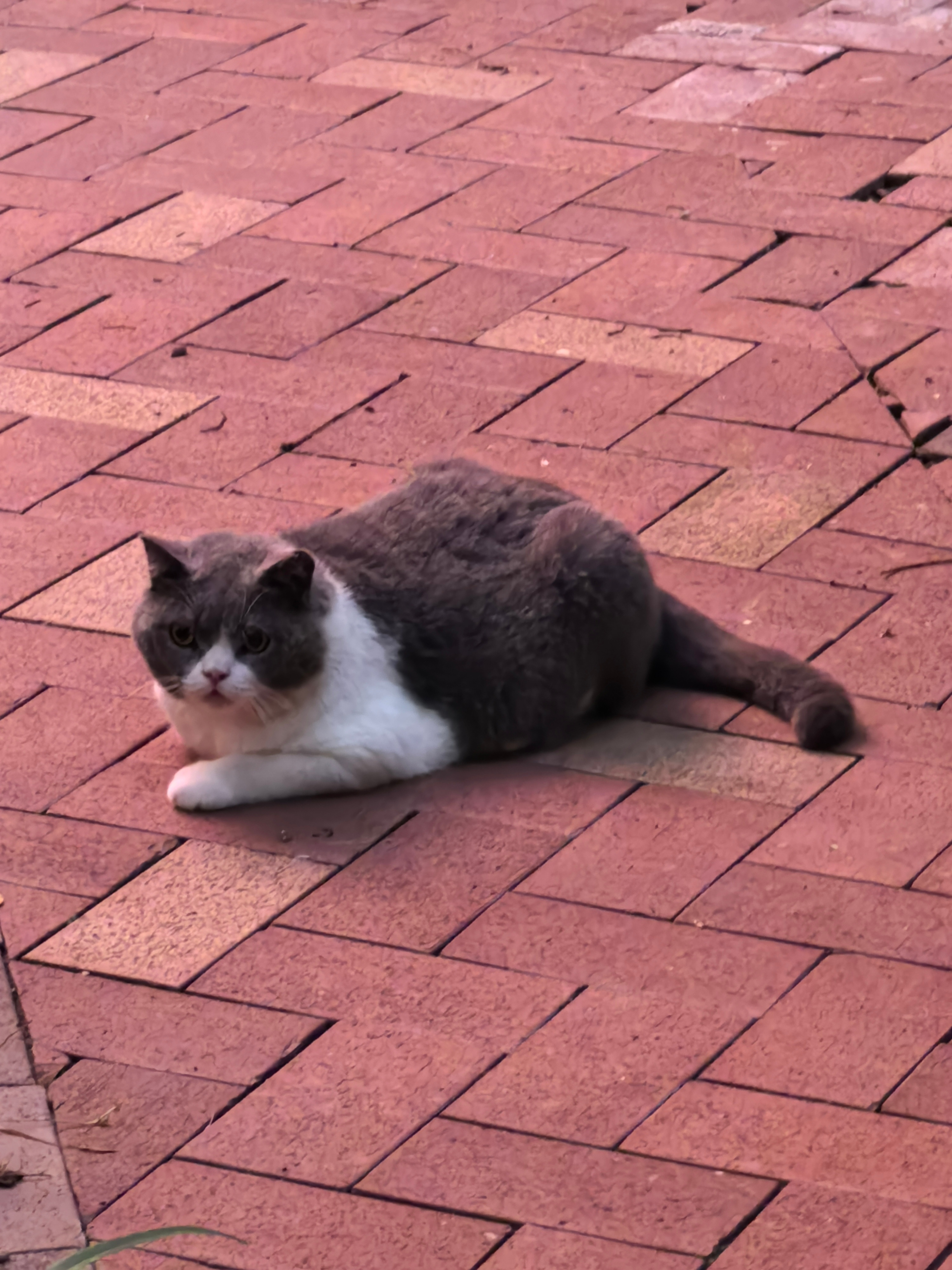 早上好 你喜欢猫吗？ ​​​