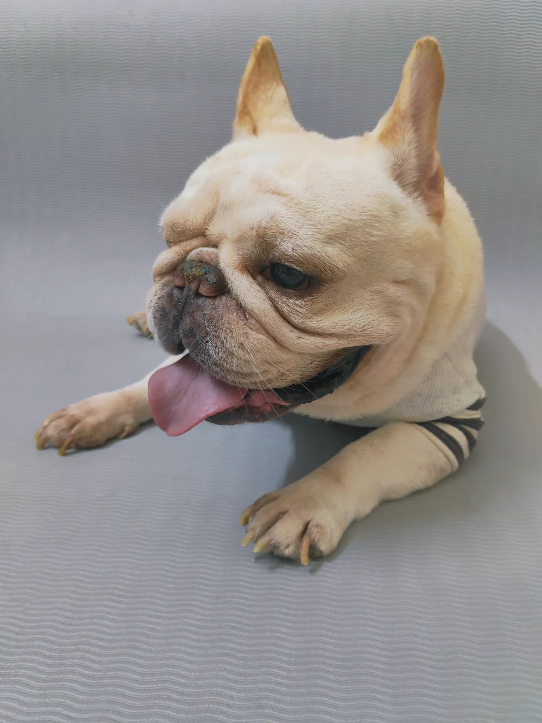 家养油耳朵小狗🐩  谁懂！😮‍💨