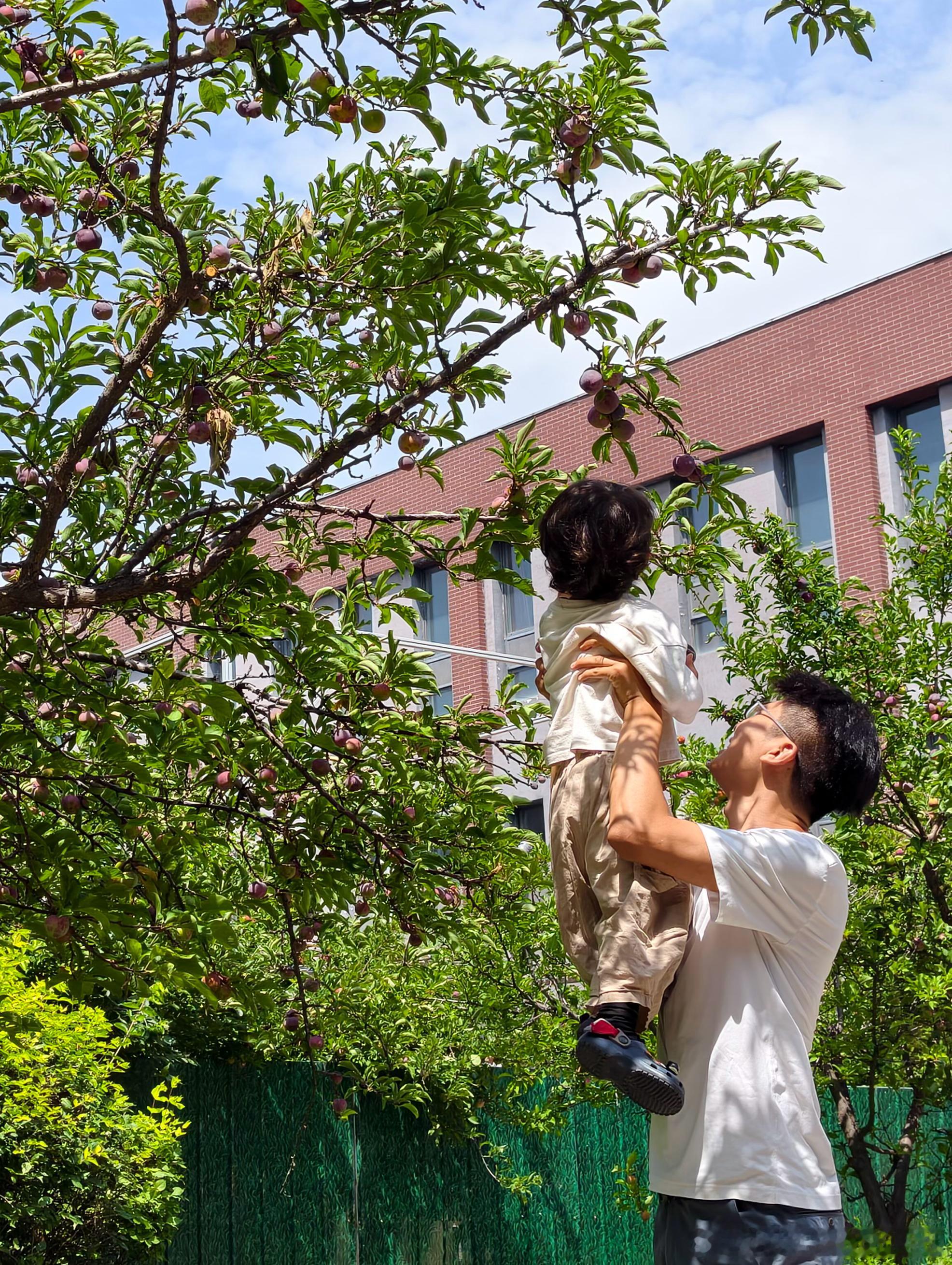 来内蒙古大学摘李子