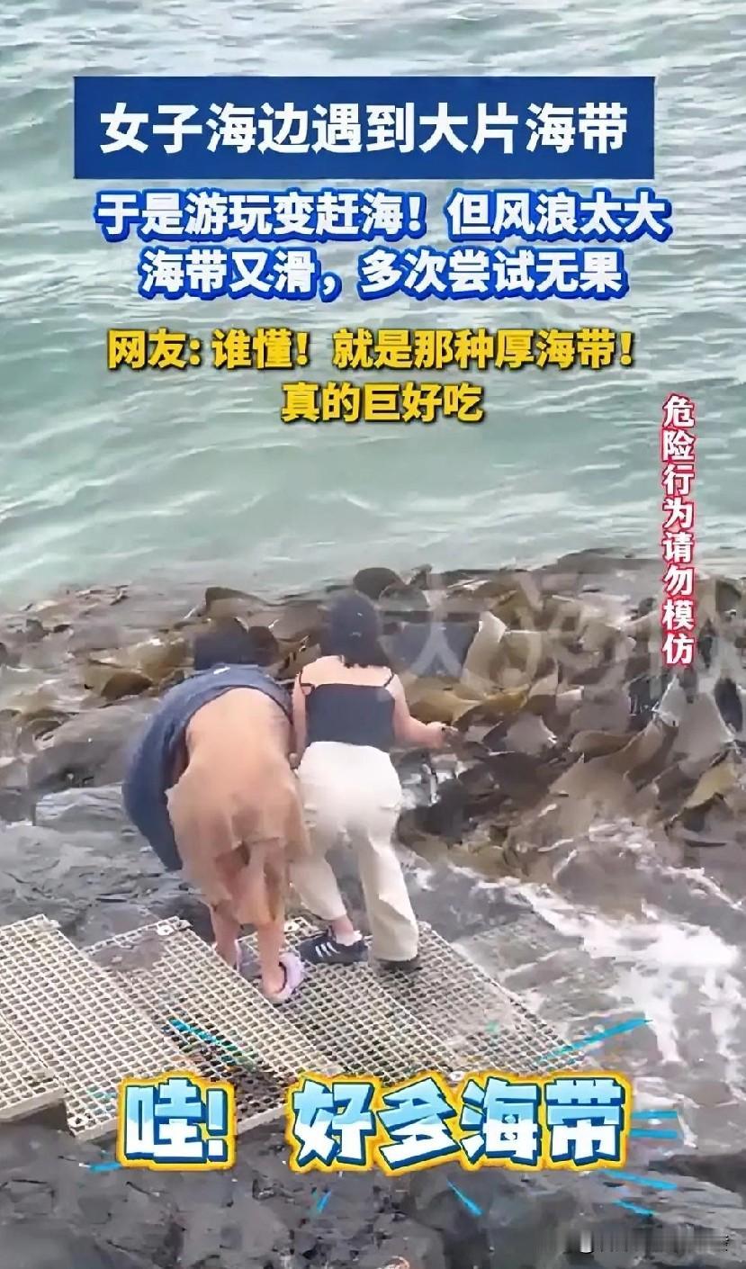 海边不知道什么时候飘过来一大片海带，2位游玩的女子看到后想拉出来一点带走，但个头