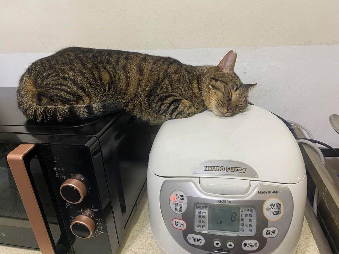 没有暖气的南方喵只能自己想办法了...😾