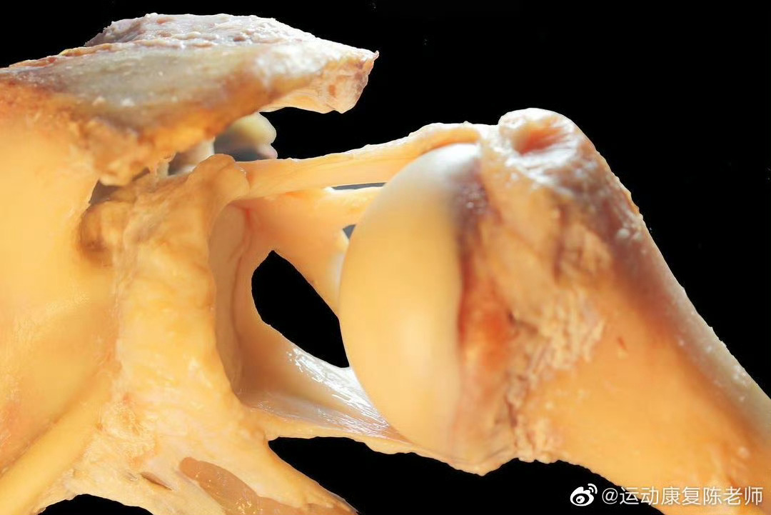 运动康复  来看你的肩关节高清解剖图——你第一反应是什么？