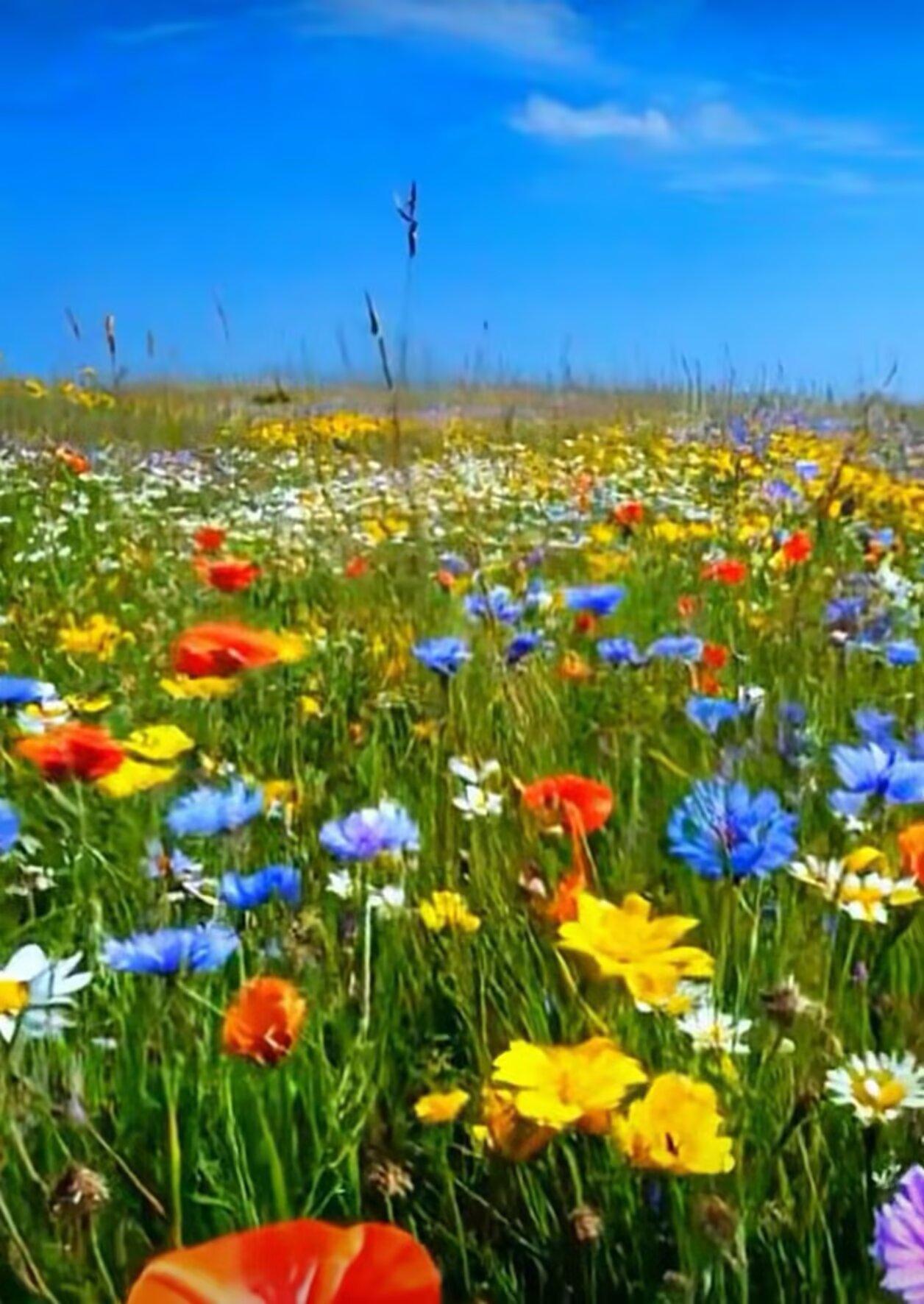 上联：绿叶重重美，
下联：红花点点娇。