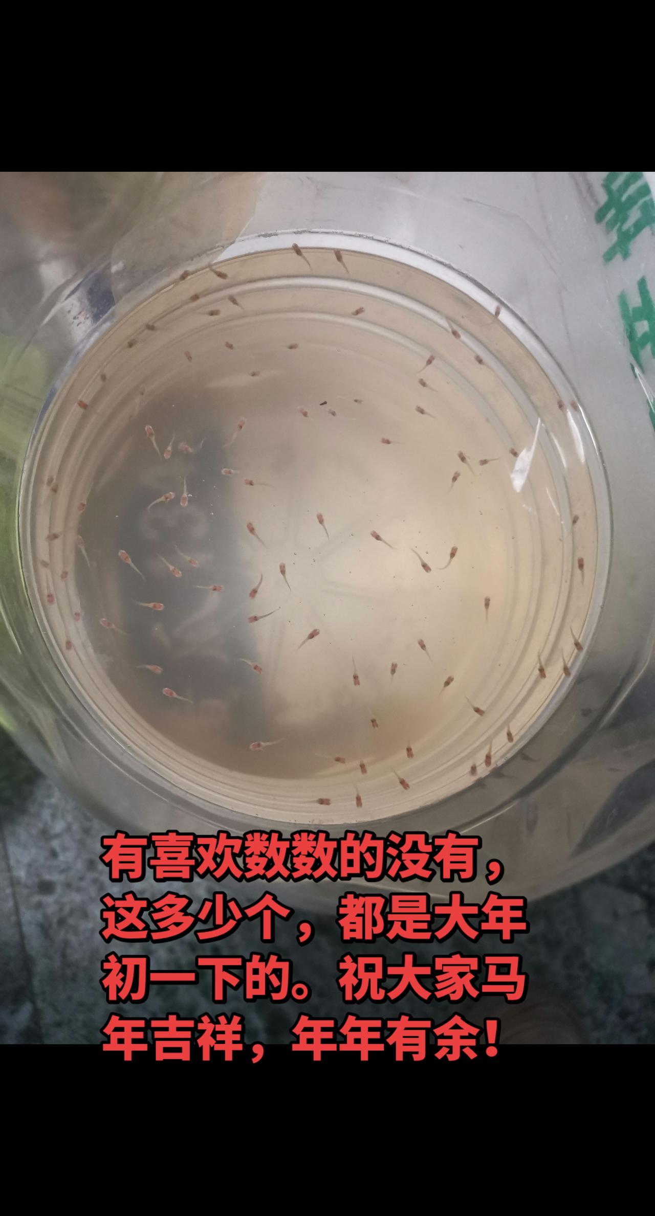 马年吉祥，年年有余！