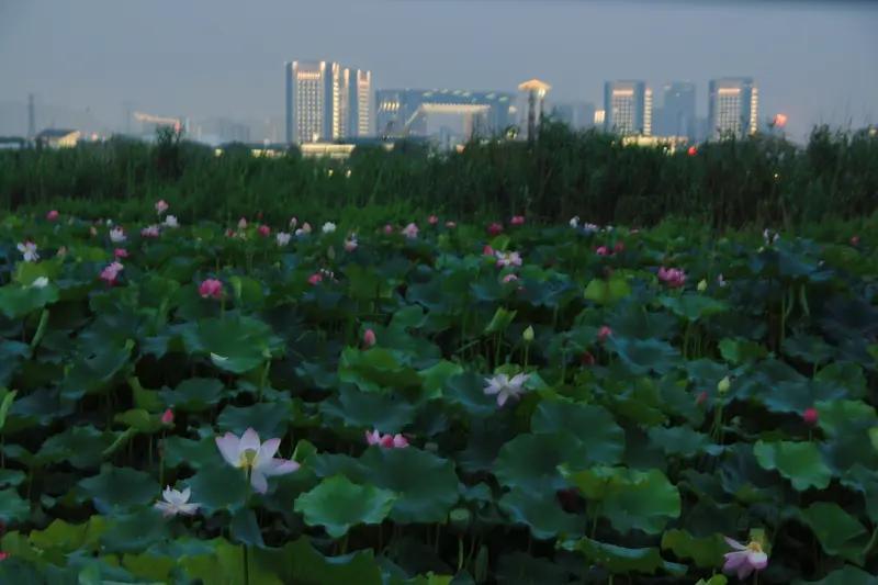上联：晚风轻拂荷塘畔，请对下联晨露悄滋柳岸旁