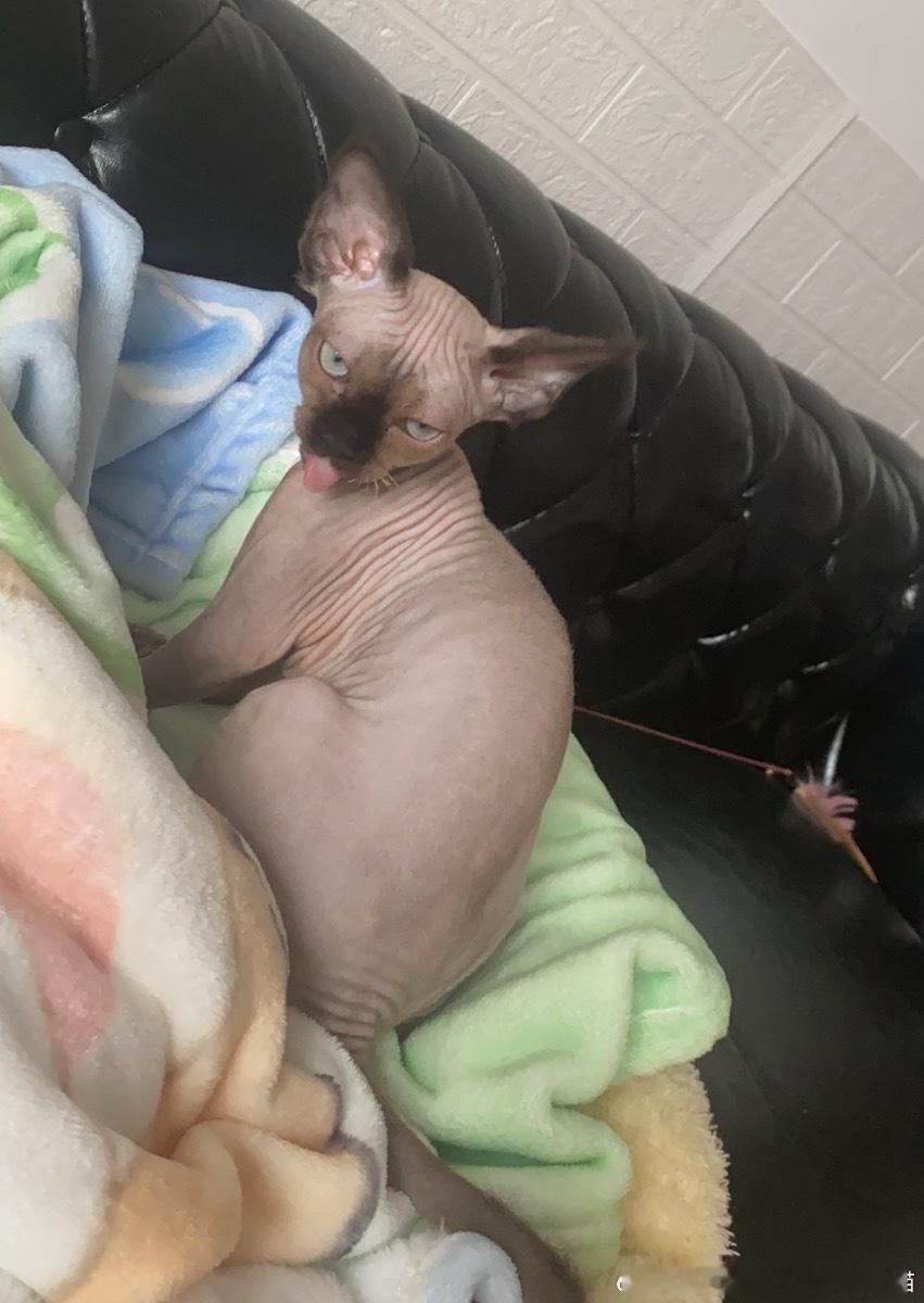 49478【丑猫】我家猫开始有点猥琐了