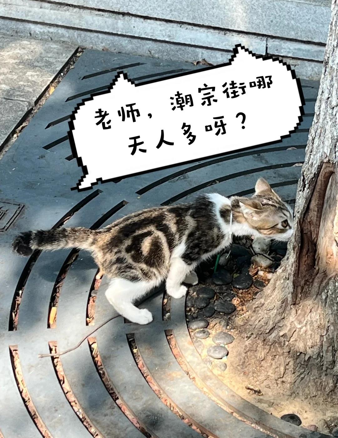 求问潮宗街今晚热闹还是明晚热闹🥹
路人想去潮宗街凑个热闹，想问老师们都哪天出来