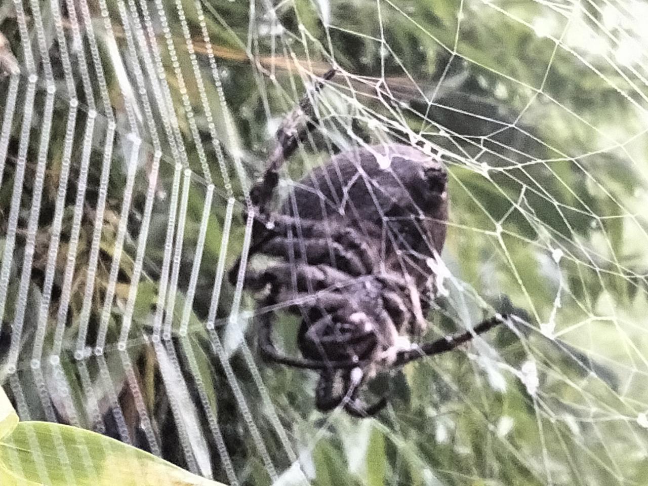 蜘蛛🕷，天罗地网。
