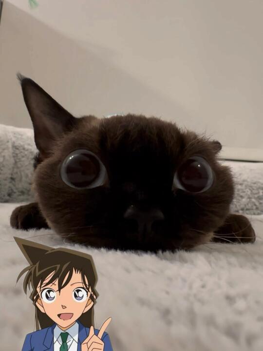 我的猫好像毛利兰哦😯