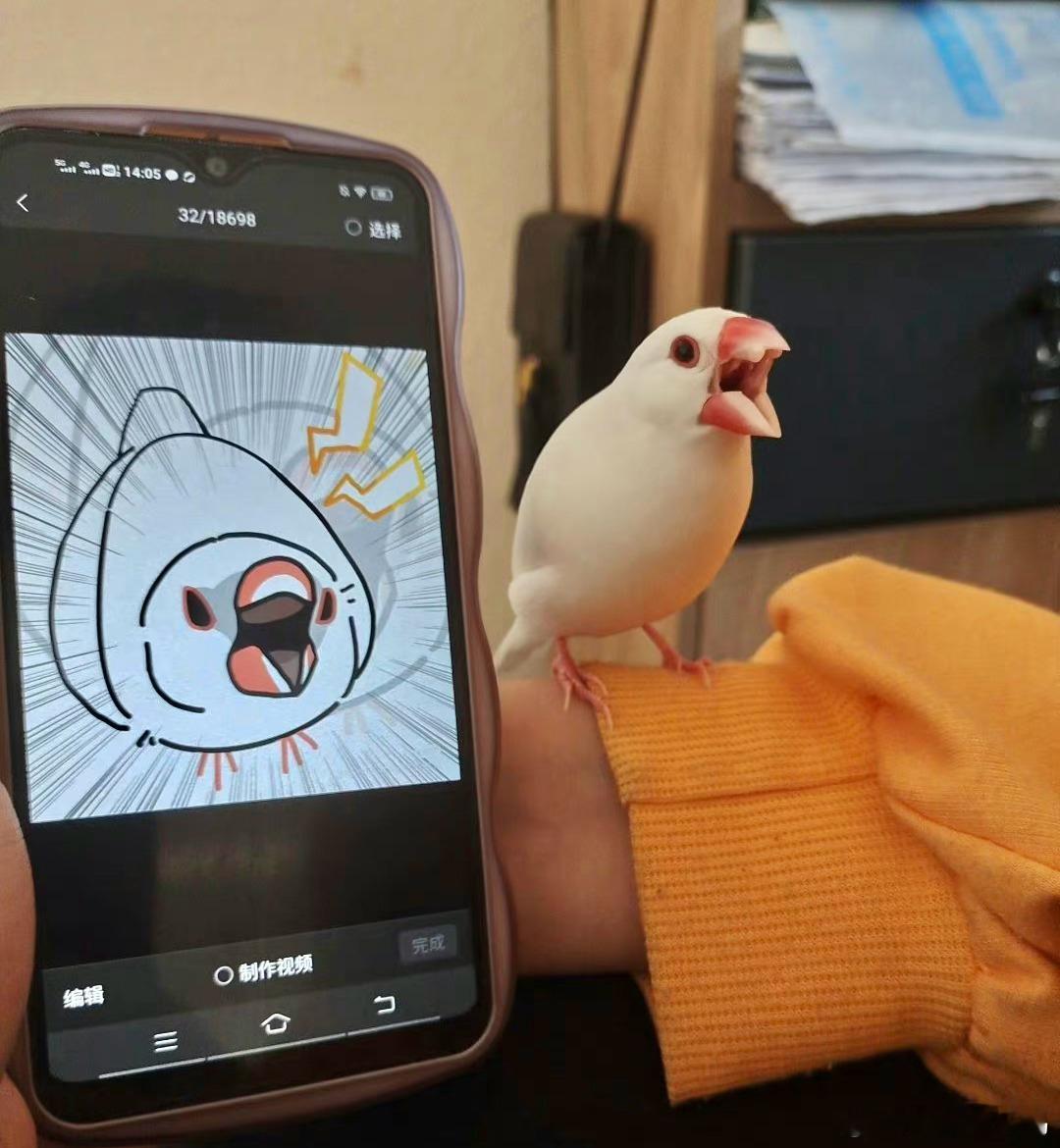 #宠物鸟投稿# 文鸟的恶龙咆哮一模一样哈哈！ ​​​