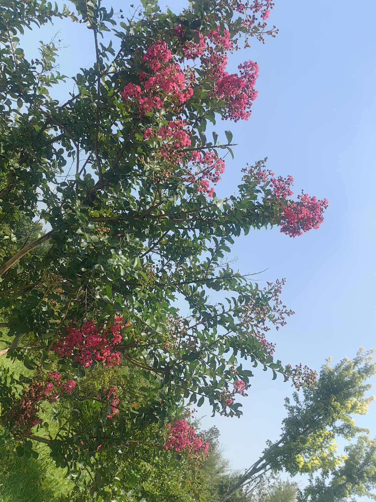 分享一张最近随手拍的照片