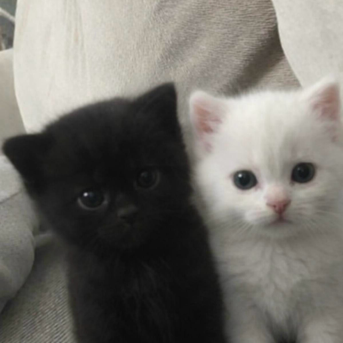 ✌️😼。萌 