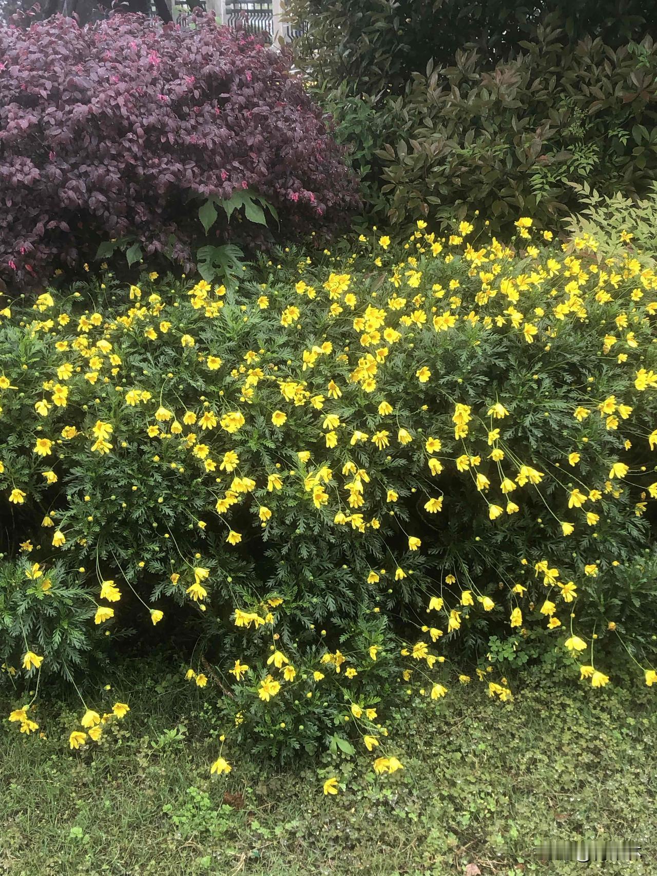 今天下小雨，雨打在路边的花上，反而更灵动了！水珠在花瓣上滚来滚去，像撒了把碎星星