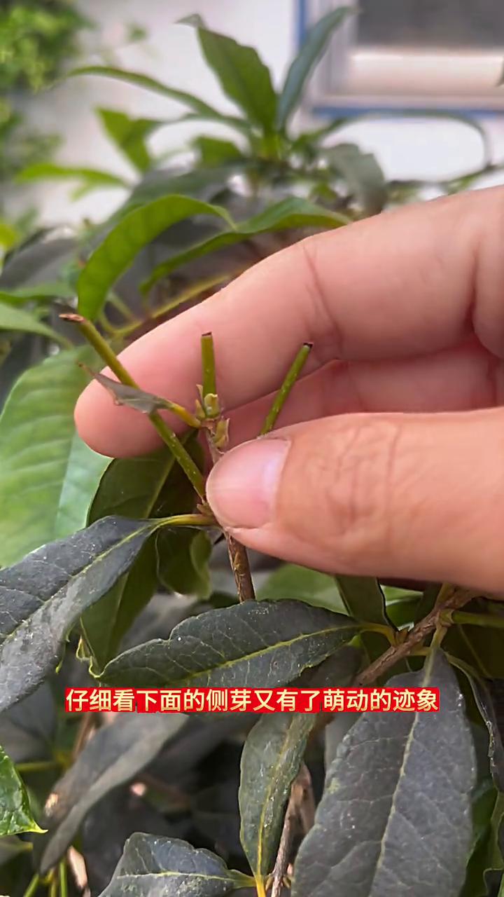 打顶后桂花还能发芽吗？
前几天将这个枝条上第一次发出来的3个过长的枝条，像这样的