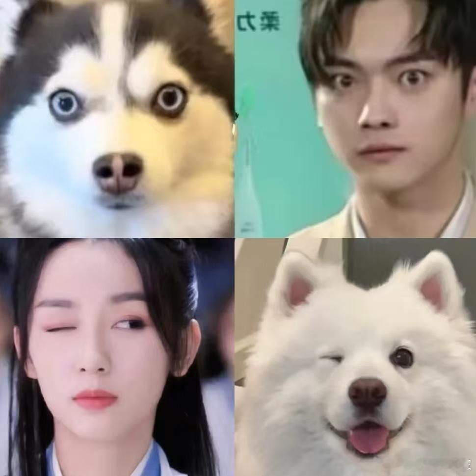 一瓯春捅了小狗窝了许凯周也耶耶大战哈士奇 这也太贴切了哈哈哈哈哈 