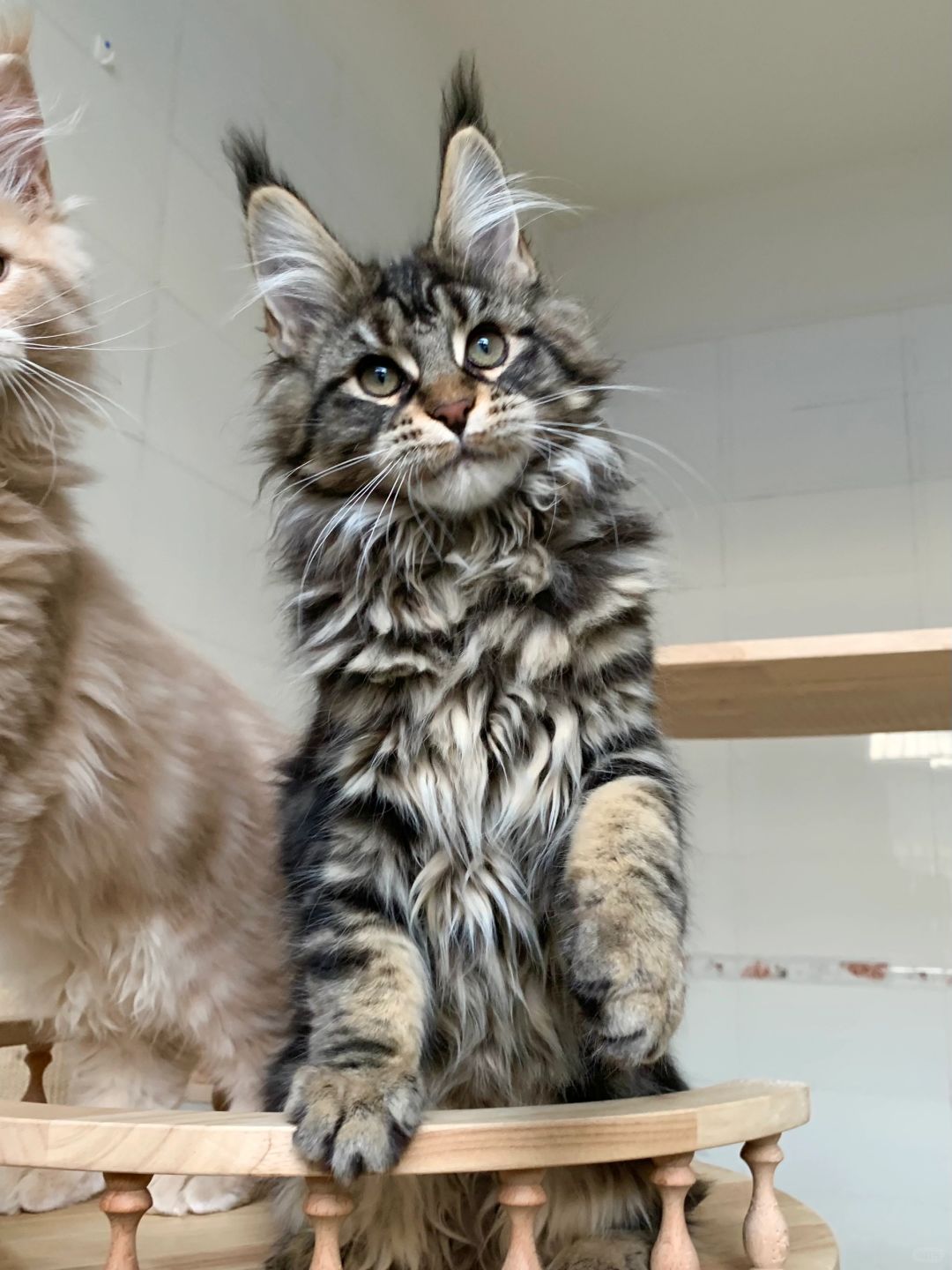 缅因猫棕虎斑妹妹