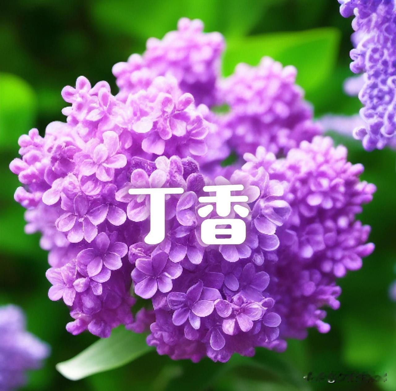 上联：红梅丁香映山红
下联：谁来争锋？