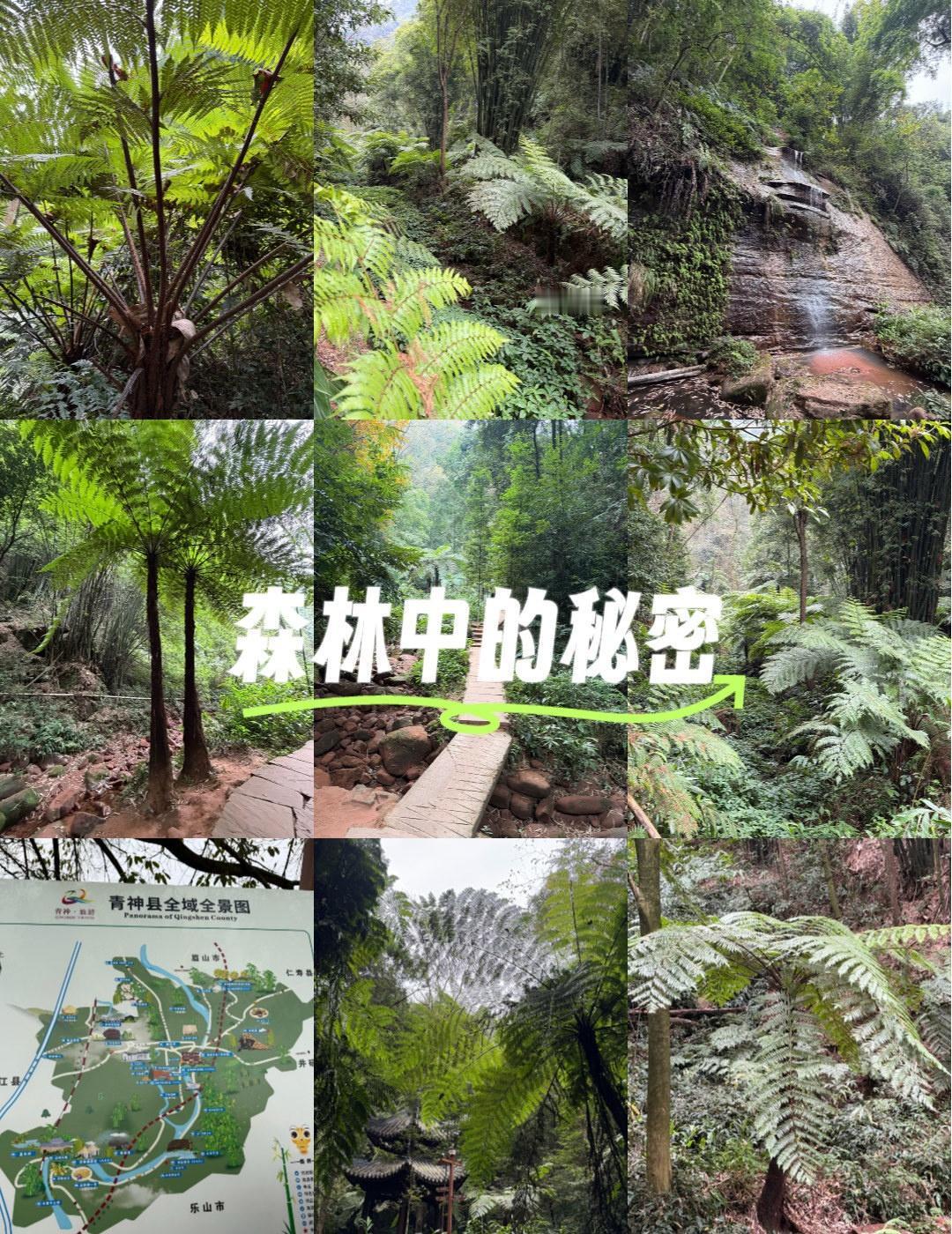 桫椤的世界
📍眉山 古中岩客栈
0元玩转这座城藏在中岩寺涧道里的桫椤树，隐藏着