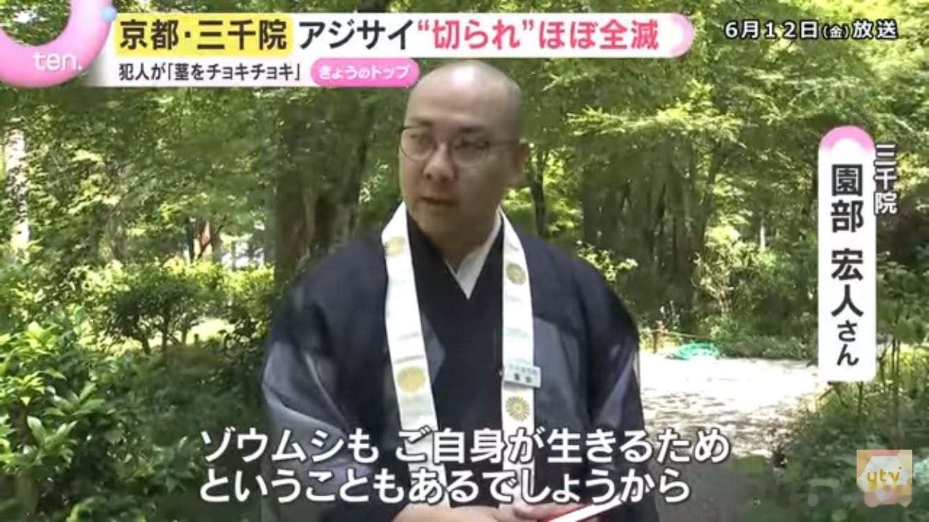 【 果然是佛门弟子 】京都三千院初夏的绣球花（紫阳花）非常有名，但今年的绣球花却